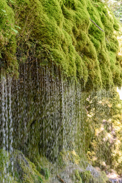 istock Wutach Gorge with river in moos grass - blackforest, Germany 639895840