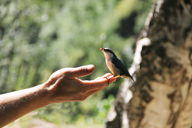 istock Little bird - titmouse sitting on human hand 639896096