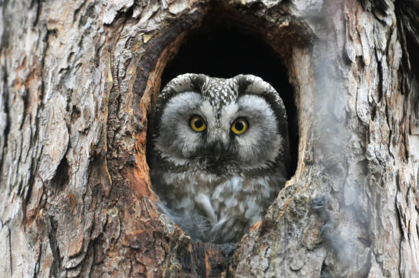 istock Owl with eyes wide open in the hollow 639896938