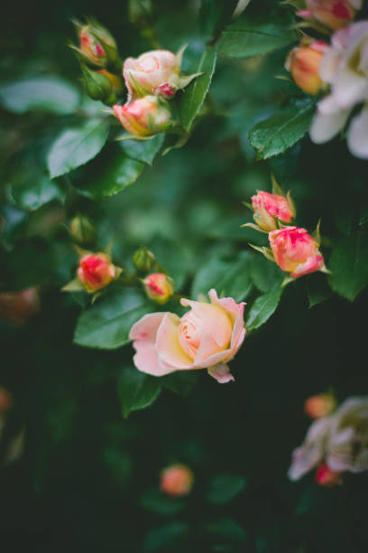 персиковый куст розы - morgan rose стоковые фото и изображения