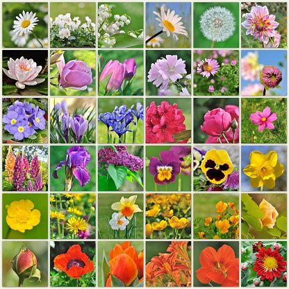 collection of colorful flowers in square board