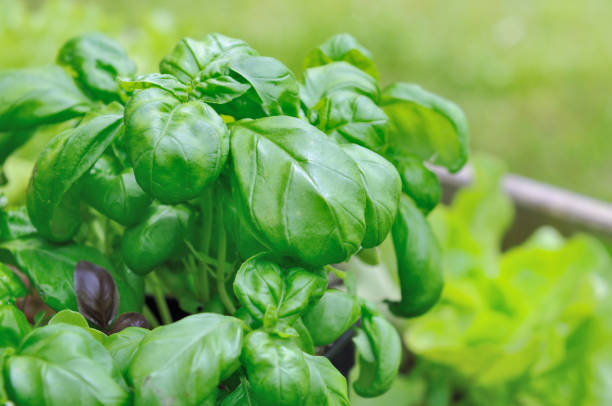 istock leaves of basilic 639897746