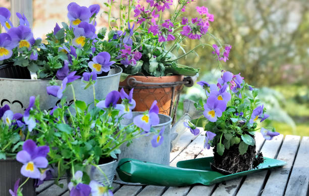 istock planting flowers in garden 639897800