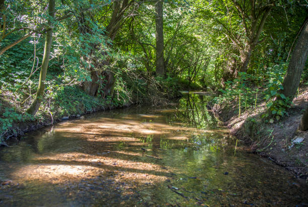 istock beautiful small creek surrounded by green trees 639898098