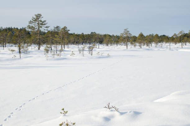 winter landscape of konnu-suursoo bog in korvemaa, estonia - lumber industry cold day forest imagens e fotografias de stock