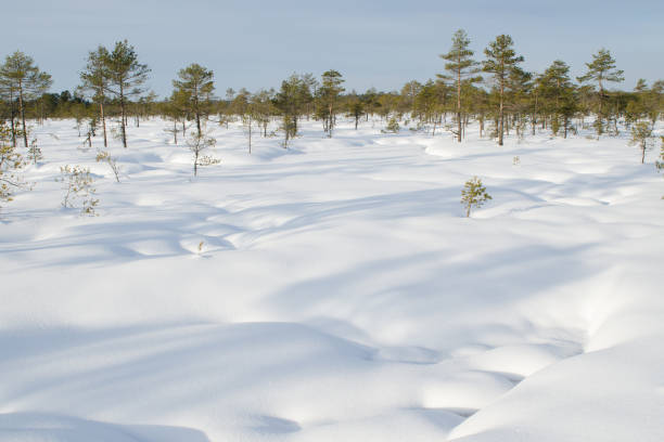 winter landscape of konnu-suursoo bog in korvemaa, estonia - lumber industry cold day forest imagens e fotografias de stock