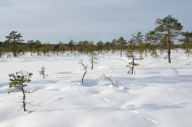winter landscape of konnu-suursoo bog in korvemaa, estonia - lumber industry cold day forest imagens e fotografias de stock
