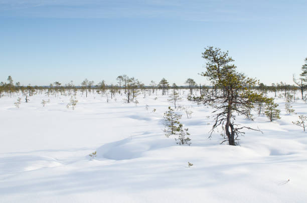 winter landscape of konnu-suursoo bog in korvemaa, estonia - lumber industry cold day forest imagens e fotografias de stock