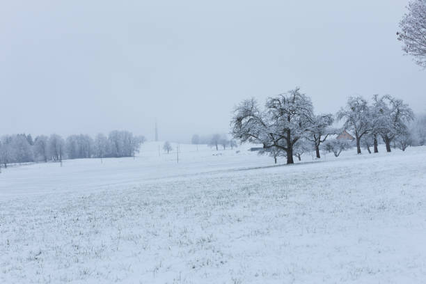 Tree on snow storm