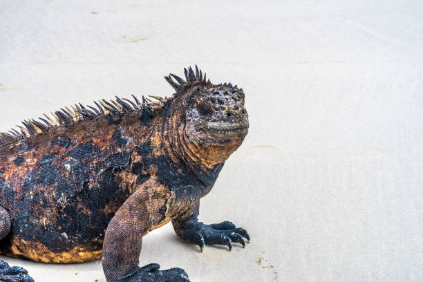 istock marine Iguana at the beach 639899850
