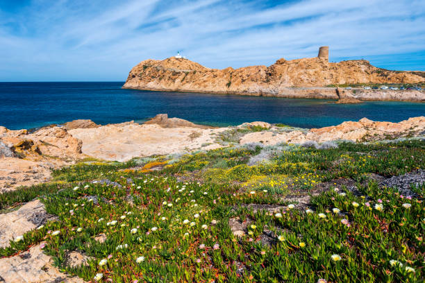 Pietra Islet landscape in Corsica Pietra Islet landscape in Ile-Rousse city in Corsica, with its lighthouse  and Genoese tower at background and Red Porphyry rocks and Carpobrotus plants at foreground, Haute-Corse, France haute corse photos stock pictures, royalty-free photos & images