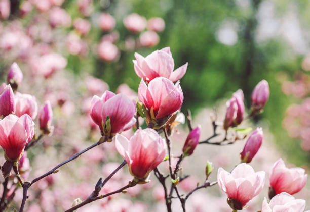 istock Spring magnolia flowers on the natural background. 639900344