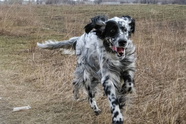 istock Running an English Setter. Siberia. Russia. 639903312