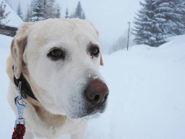 istock Dog on a leash in the snow 639903324