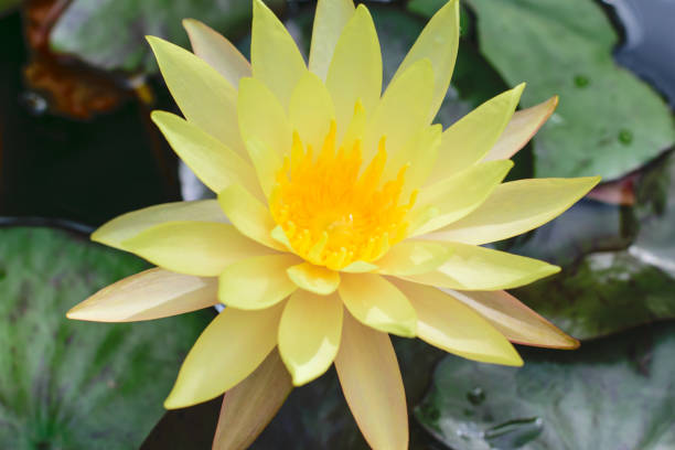 istock Beautiful yellow lotus flower 639903356