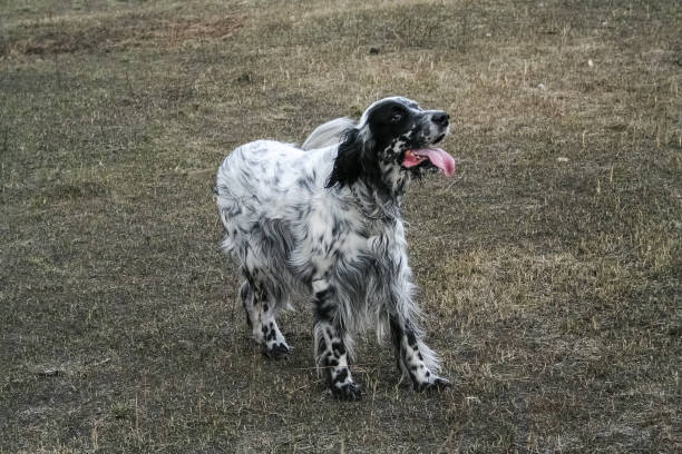 istock English Setter. Siberia. Russia. 639903496