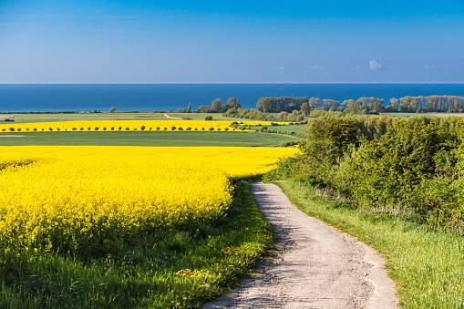 View to the Baltic Sea with canola field.