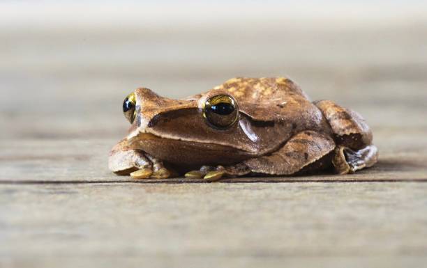 istock Portrait of Tree Frog 639903726