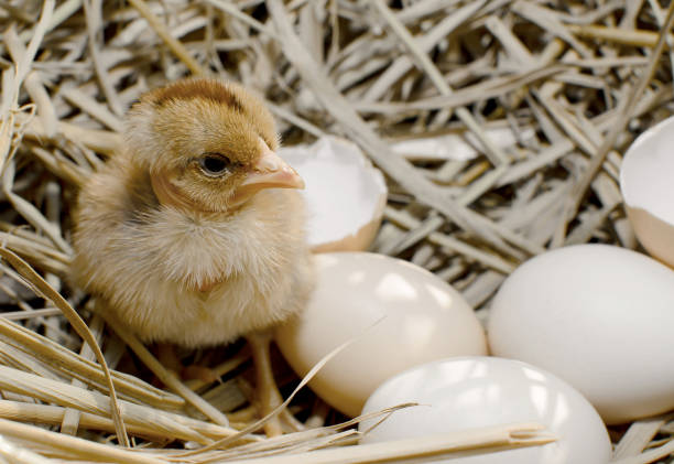 istock beautiful little chicken 639903922