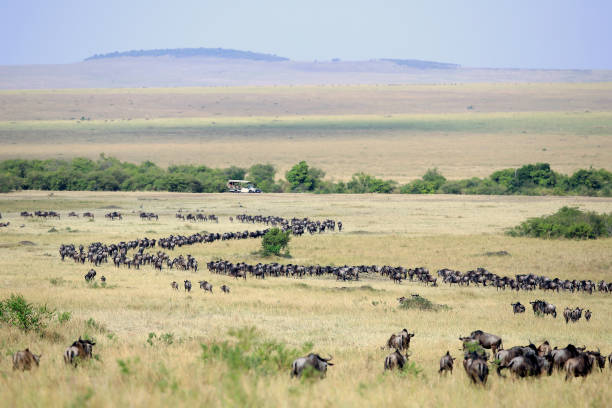 grande gnu migração no quênia, com o veículo de safári - wildebeest - fotografias e filmes do acervo