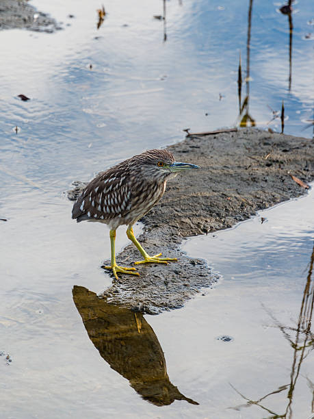 istock Young bird of black-crowned night heron 639904476