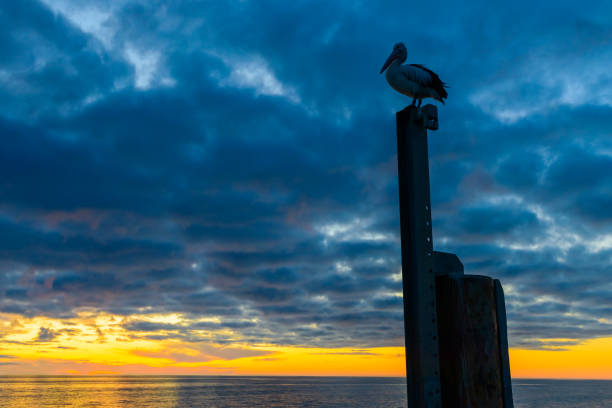istock Pelican at Glenelg Beach 639905830