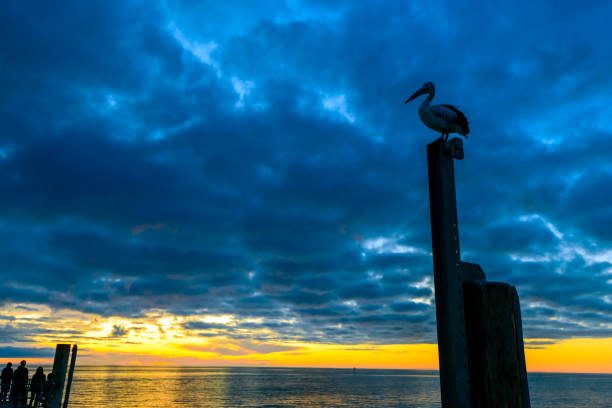 istock Pelican at Glenelg Beach 639905850