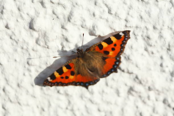 istock Butterfly on white house wall 639906316