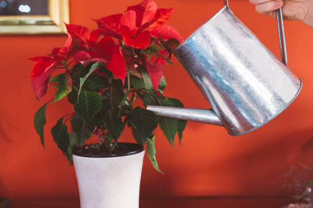 istock Man watering flowers in the house 639908710