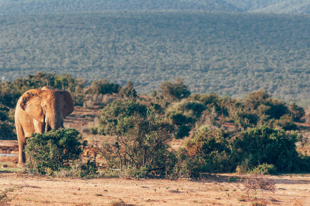 park narodowy słonia addo, przylądek wschodni, republika południowej afryki - addo south africa southern africa africa zdjęcia i obrazy z banku zdjęć