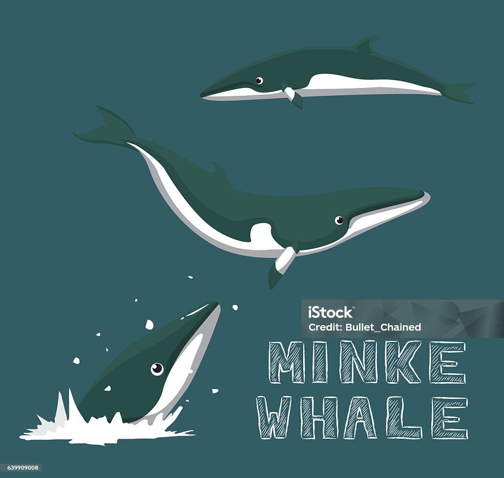 Minh Họa Vector Hoạt Hình Cá Voi Minke Hình minh họa Sẵn có - Tải ...