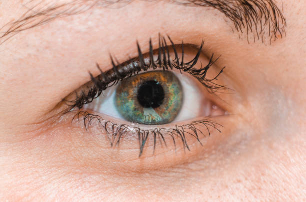 istock Close up human extreme macro green eye with natural eyelash 639909342