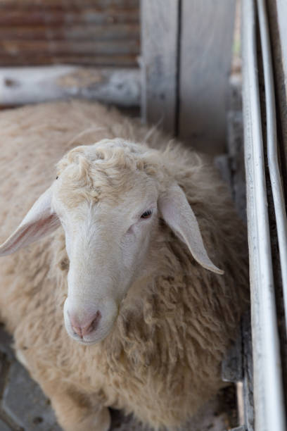 istock Sheep in Wooden Barn 639909388