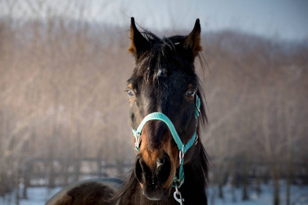 A red-haired foal of a thoroughbred horse breed, in a halter with a large white mark on the entire muzzle, runs against a winter background of thickets in the rays of the sun.