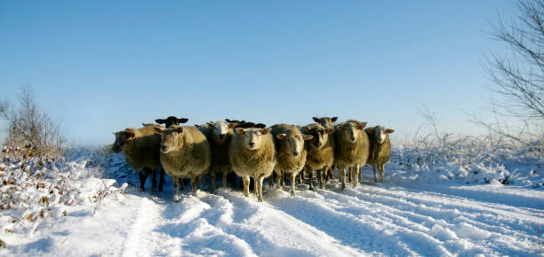 istock Sheep in winter landcape 639909986