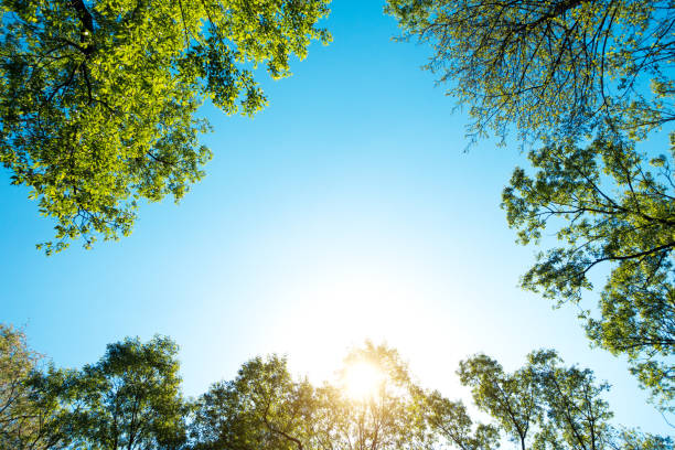 fresh green spring trees - treetop tree sky blue imagens e fotografias de stock