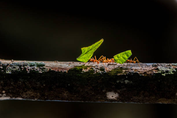 istock Ants are carrying on leaves in nature 639912058