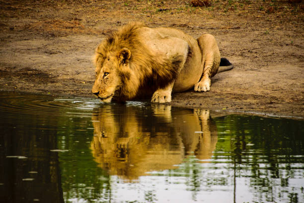 istock Male lion and its reflection at the waterhole 639912754