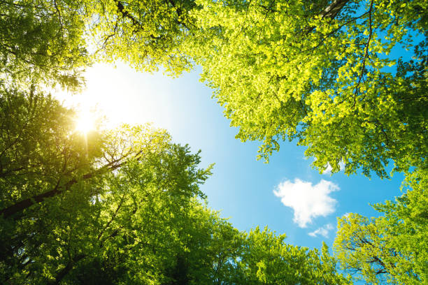 foresta verde dal basso - cima di albero foto e immagini stock