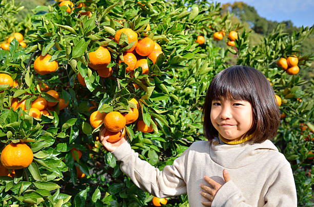 istock Japanese girl picking orange 639916532