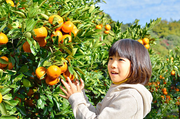 istock Japanese girl picking orange 639916614