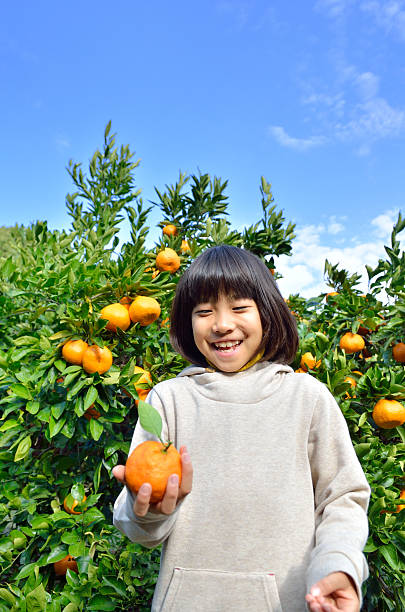 istock Japanese girl picking orange 639916732