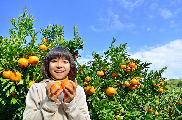 istock Japanese girl picking orange 639916908