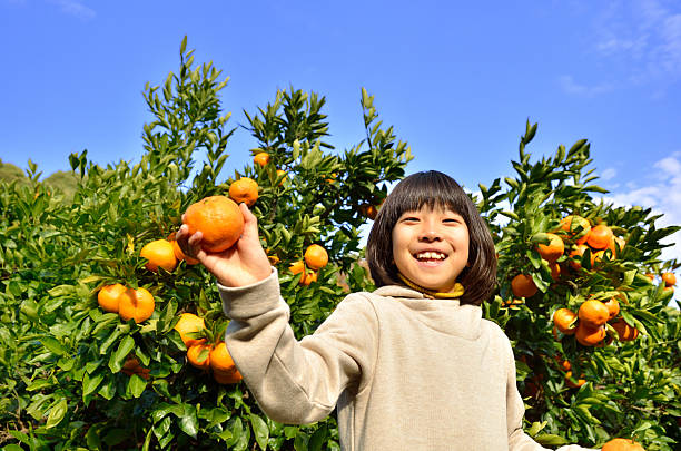 istock Japanese girl picking orange 639916998