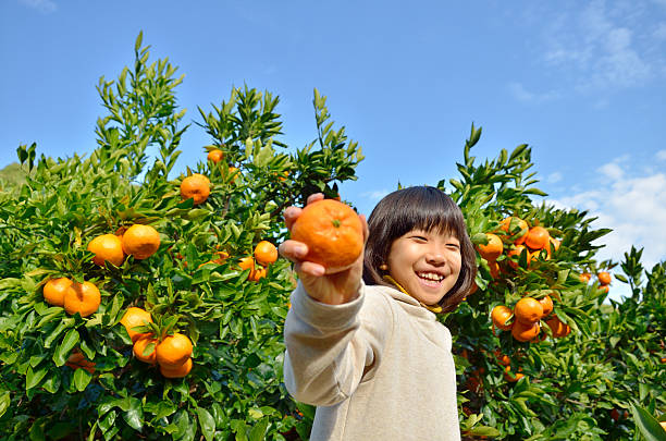 Japanese girl picking orange