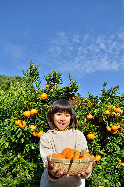 istock Japanese girl picking orange 639917506