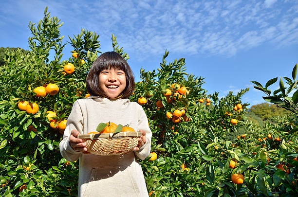 istock Japanese girl picking orange 639917588