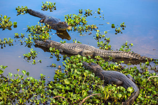 Caimans in Pantanal Wetlands, Mato Grosso, Brazil