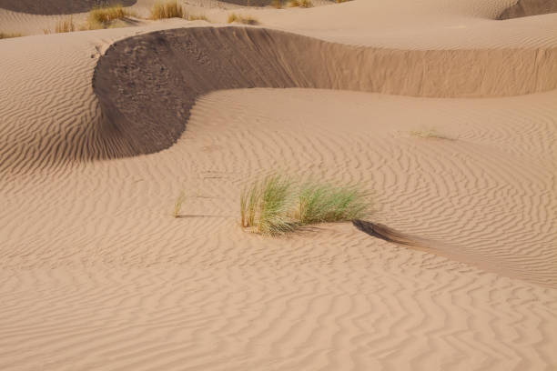 istock Sand dunes in the Sahara Desert, Morocco 639919504