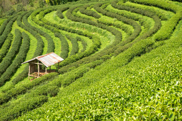istock Tea plantation with cottage landscape. 639920016